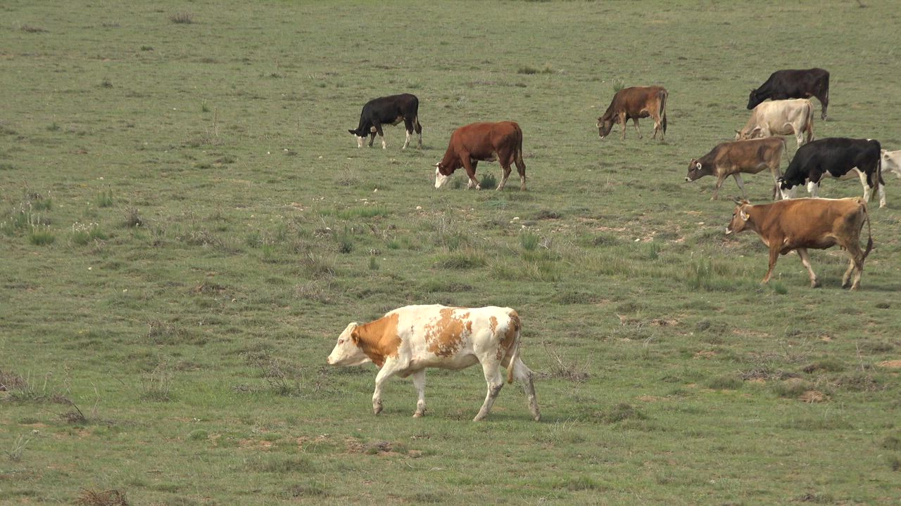 A herd of cows grazing in the grassland - Free Stock Video