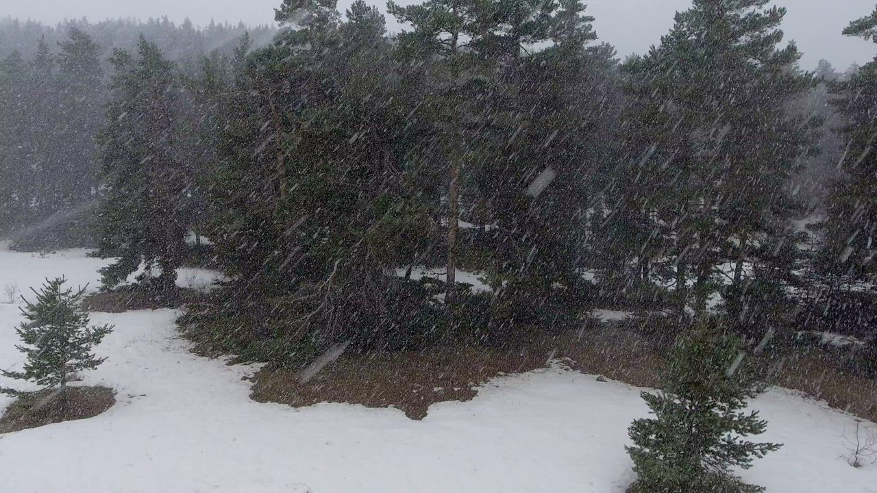 Blizzard at the pine forest - Free Stock Video