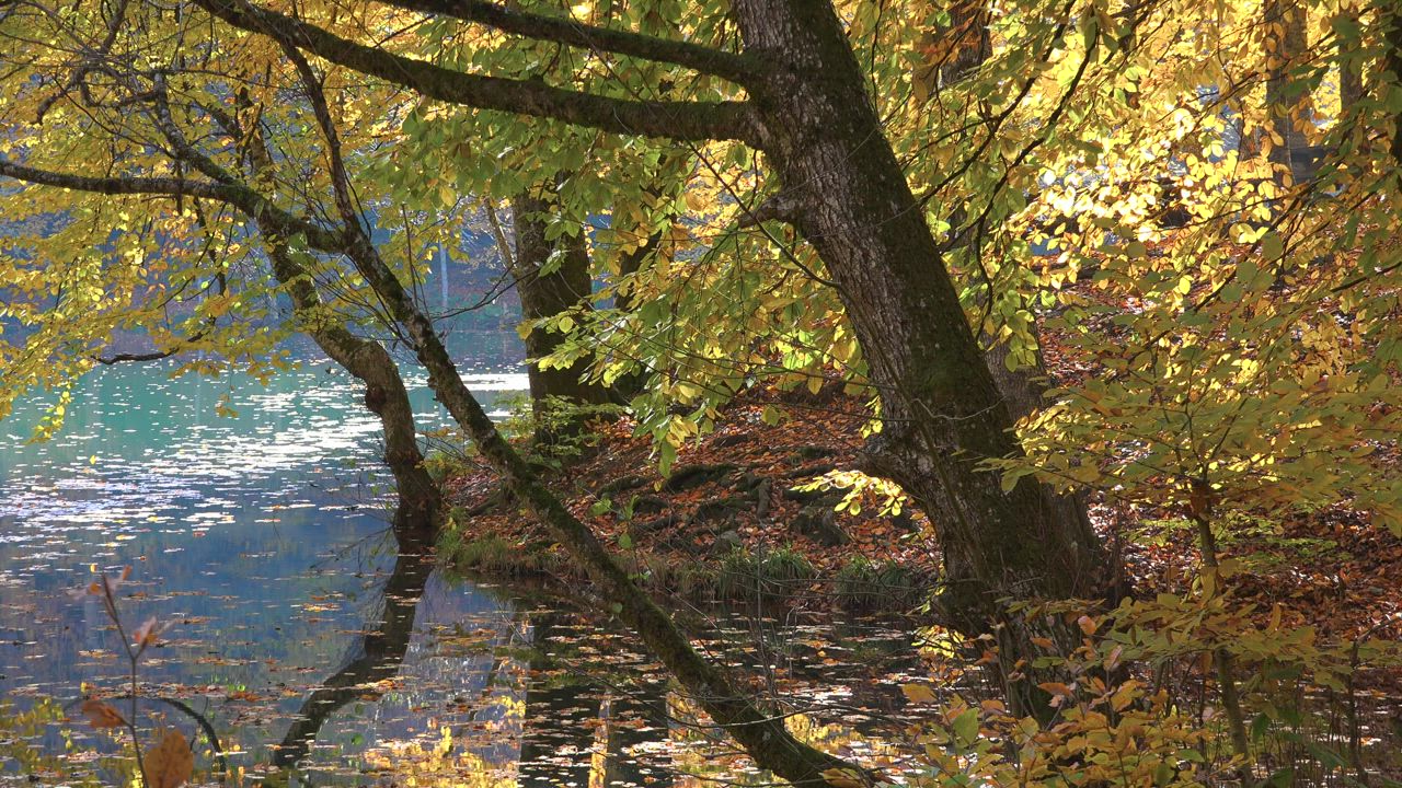 Blue lake and forest in the autumn season - Free Stock Video