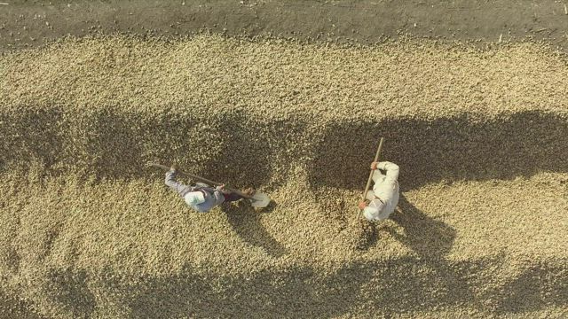 Workers separating the harvest with a shovel.