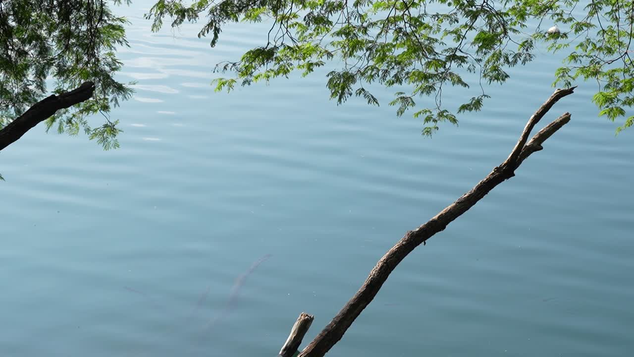 Calm Lake Framed by Branches.